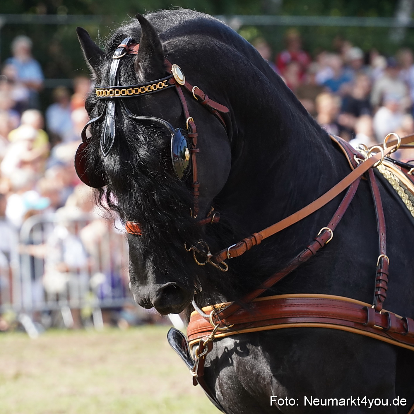 Pferde und Fohlenschau 2022 0209 